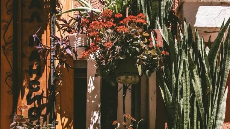 Plantas Resistentes al Sol para Terrazas y Balcones