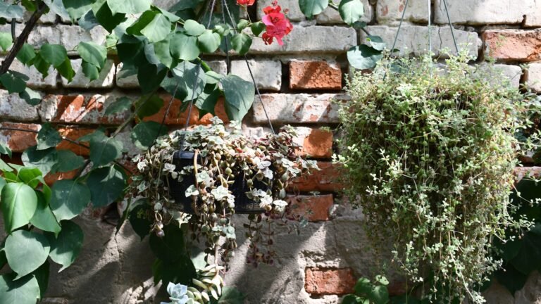 Plantas de Sombra para Terrazas Orientadas al Norte