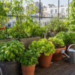 Huerto urbano en macetas sobre una terraza con tomates, lechugas y hierbas