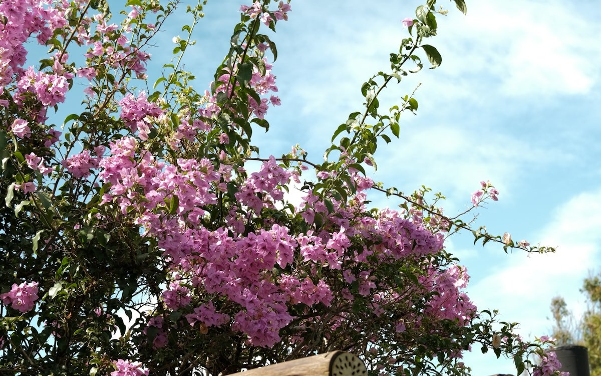 Pérgola de madera con enredadera en flor en una terraza