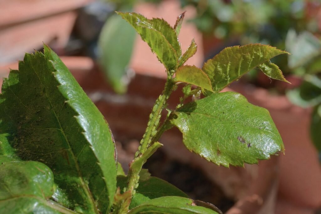 Pulgones en una hoja de una planta de terraza