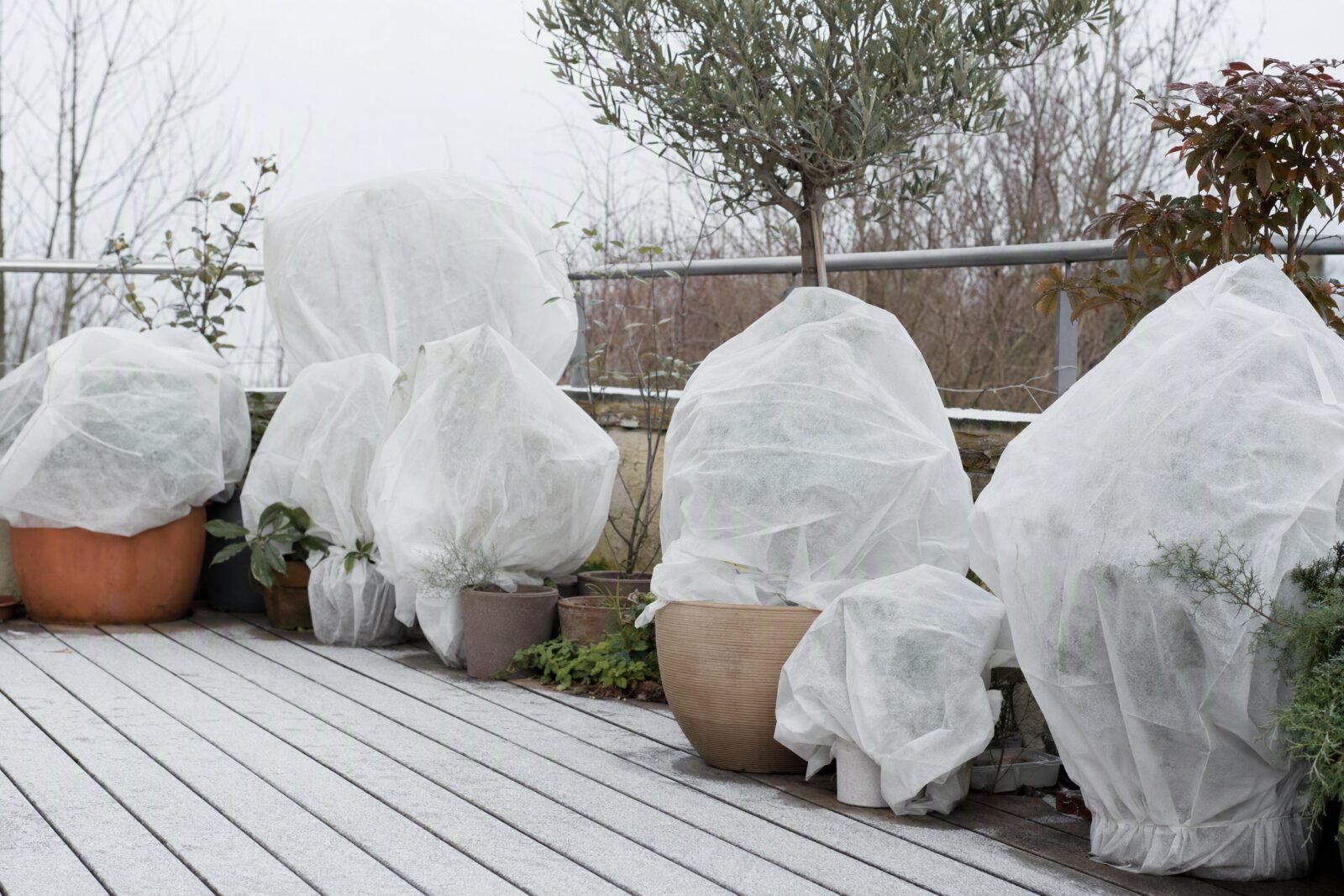 Plantas de terraza cubiertas con manta térmica antiheladas para protegerlas del frío