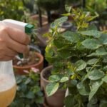 Tratamiento natural con jabón potásico contra plagas en plantas de terraza