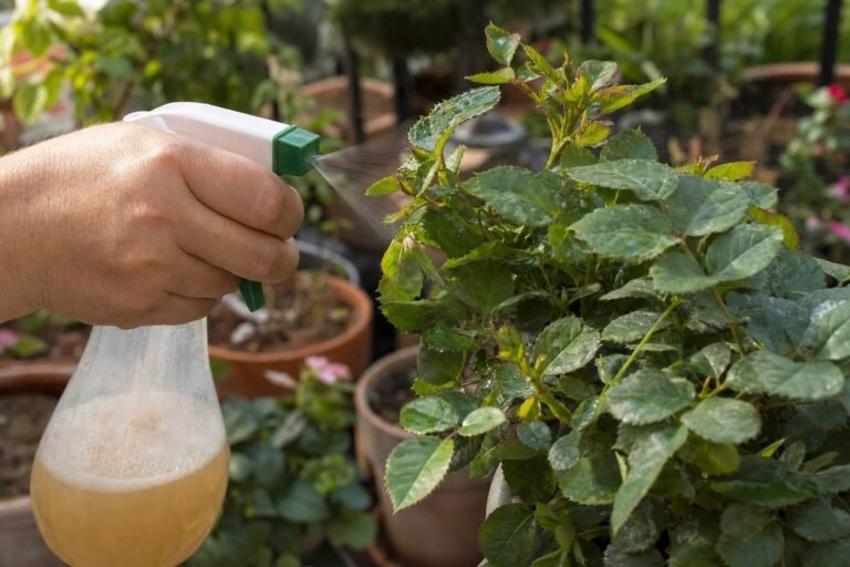 Tratamiento natural con jabón potásico contra plagas en plantas de terraza