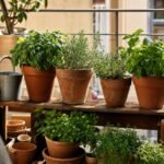 Macetas de plantas aromáticas en un balcón soleado